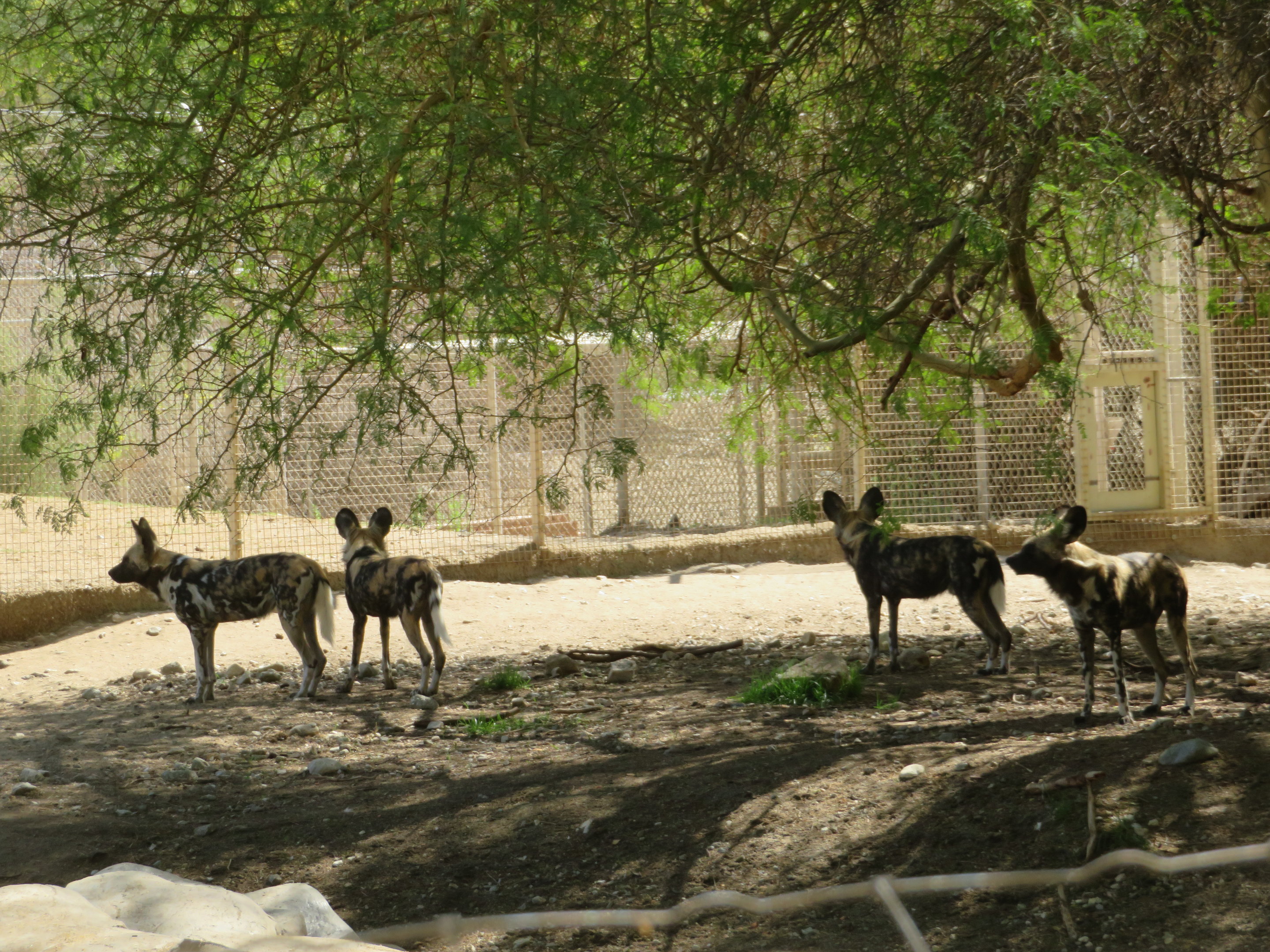 African Painted Dogs
