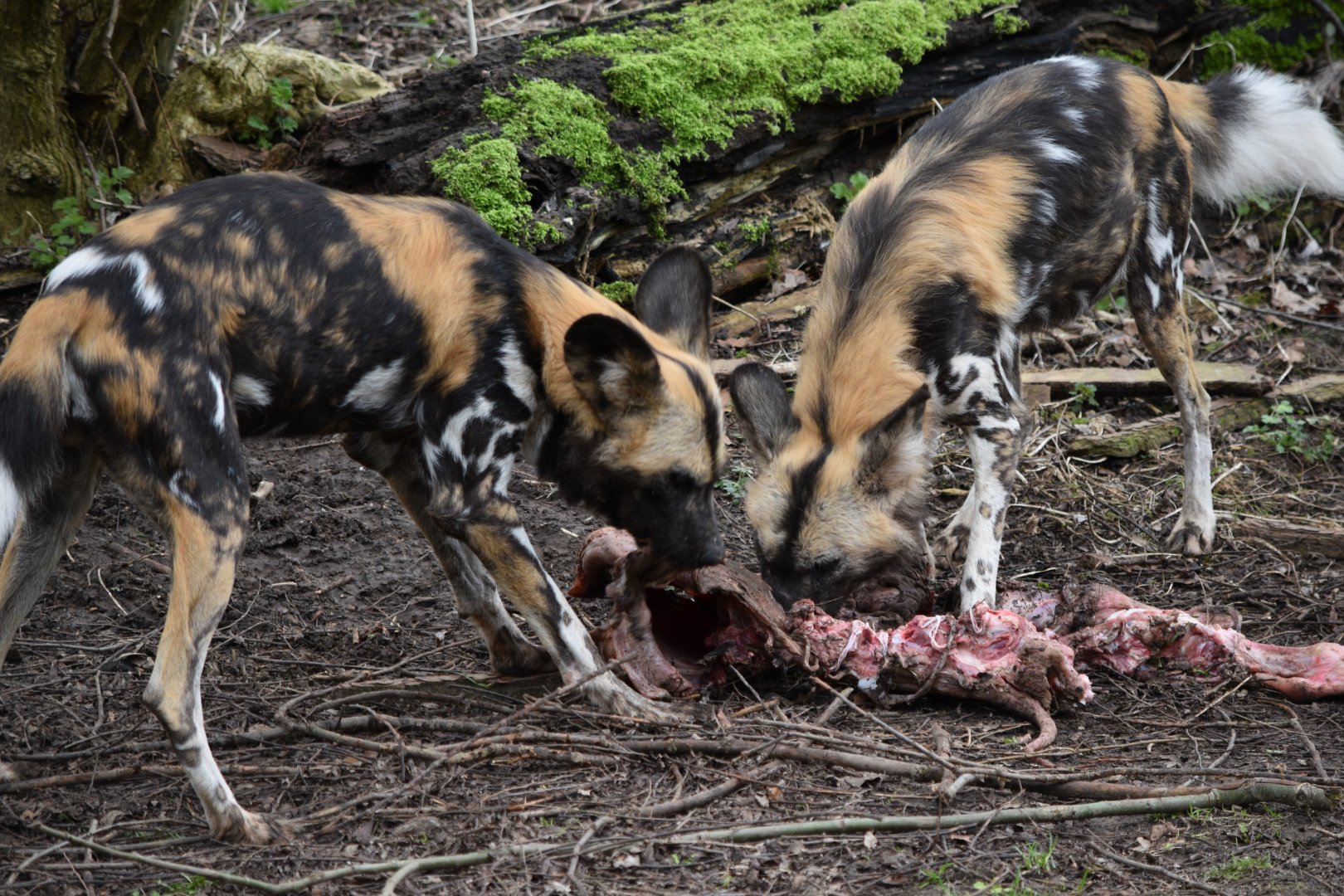 African painted dogs