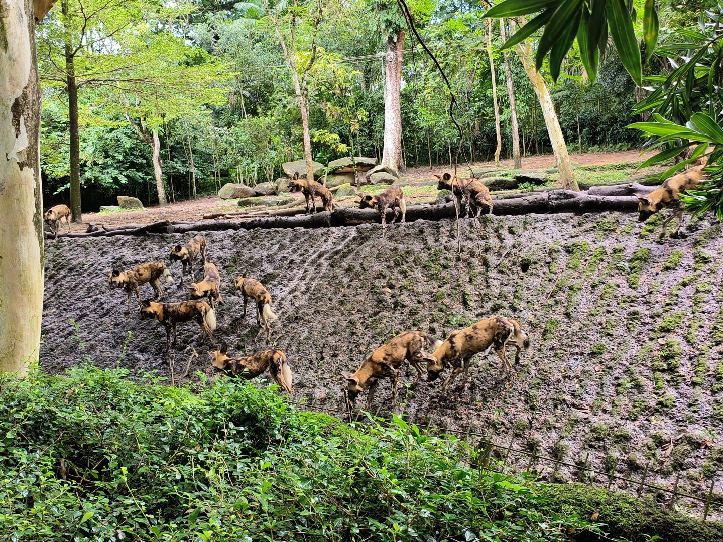 African Painted Dogs