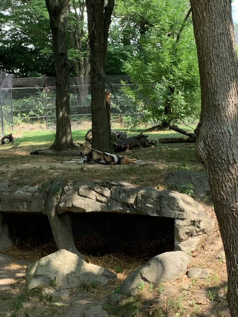 African Painted Dogs