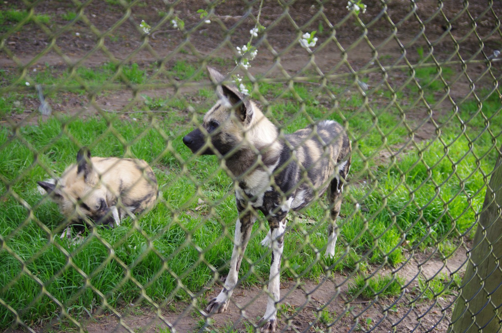 African Painted Dogs