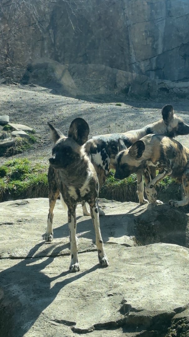 African Painted Dogs