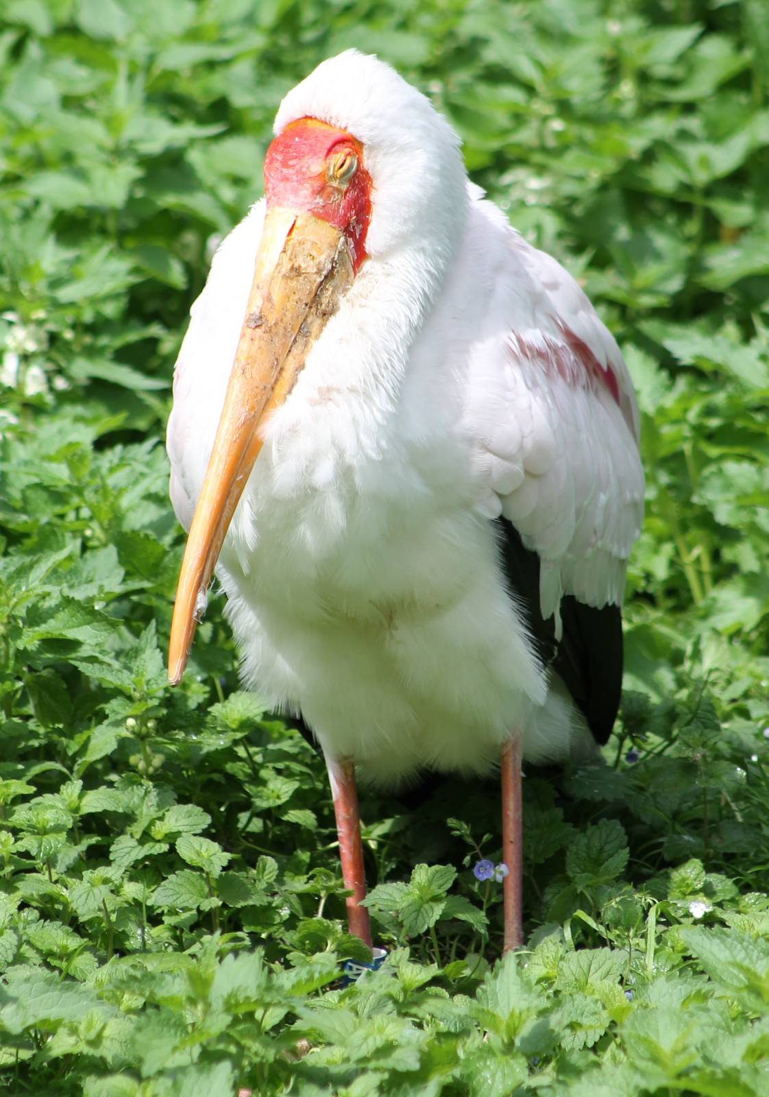 African painted stork