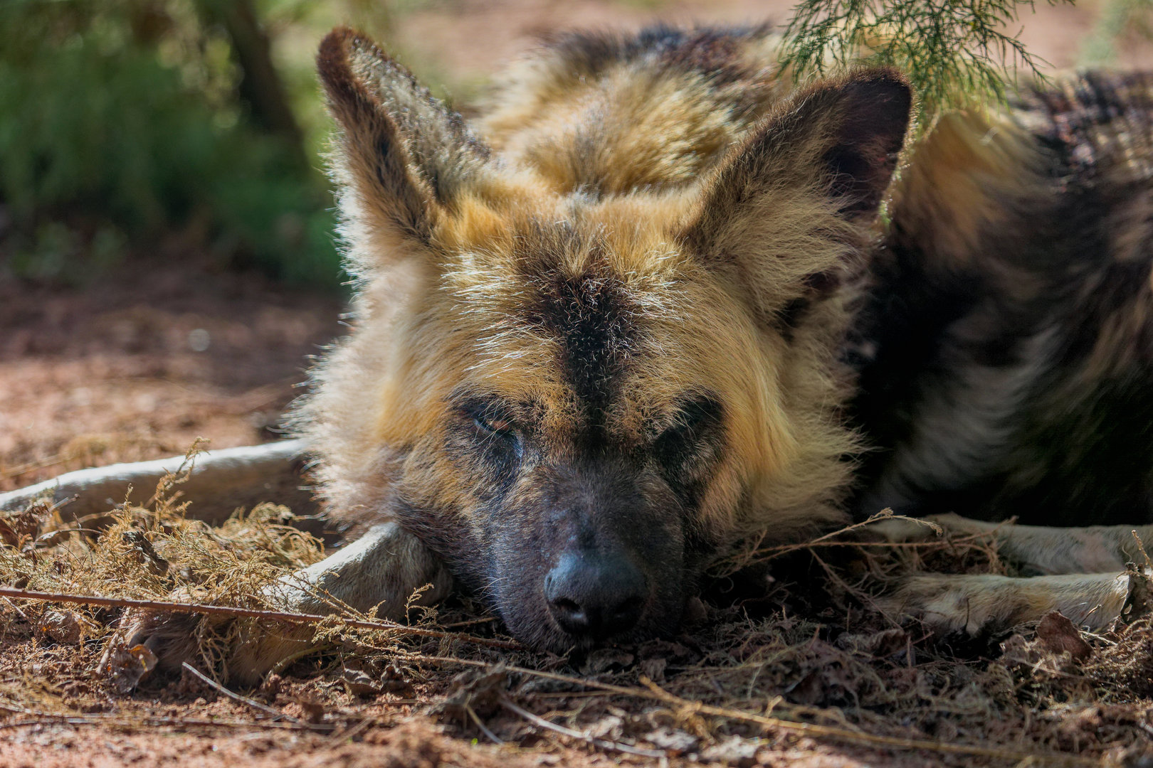 African Painted (wild) Dog / Chester Zoo / 9-9-22