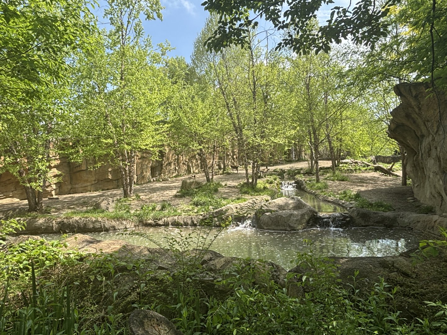 African Painter Dog Valley Viewing/Exhibit