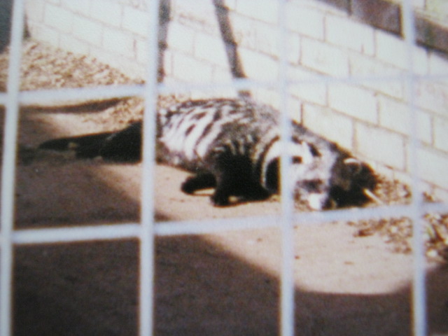 African Palm Civet 12/3/90.