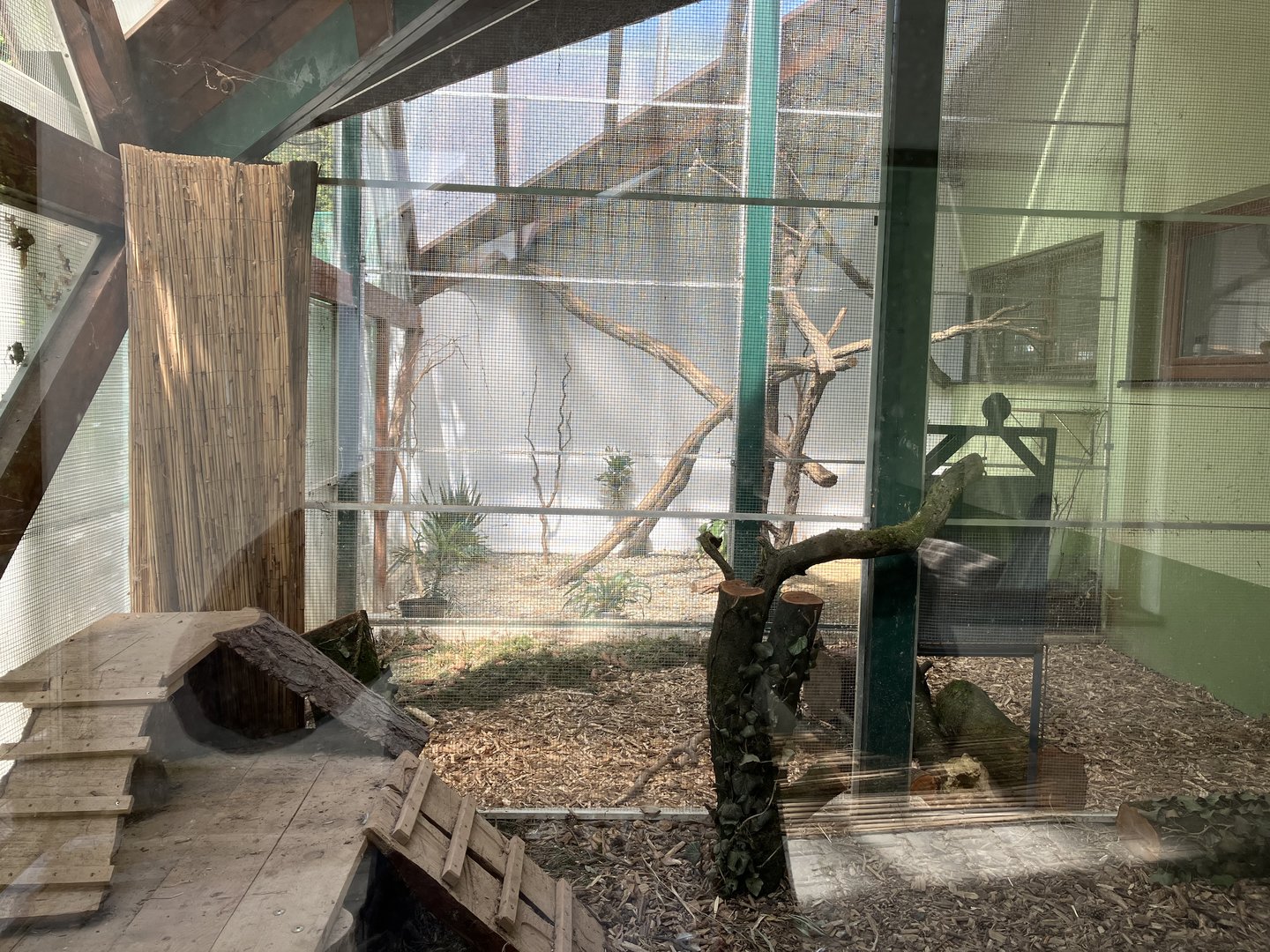 African palm civet exhibit