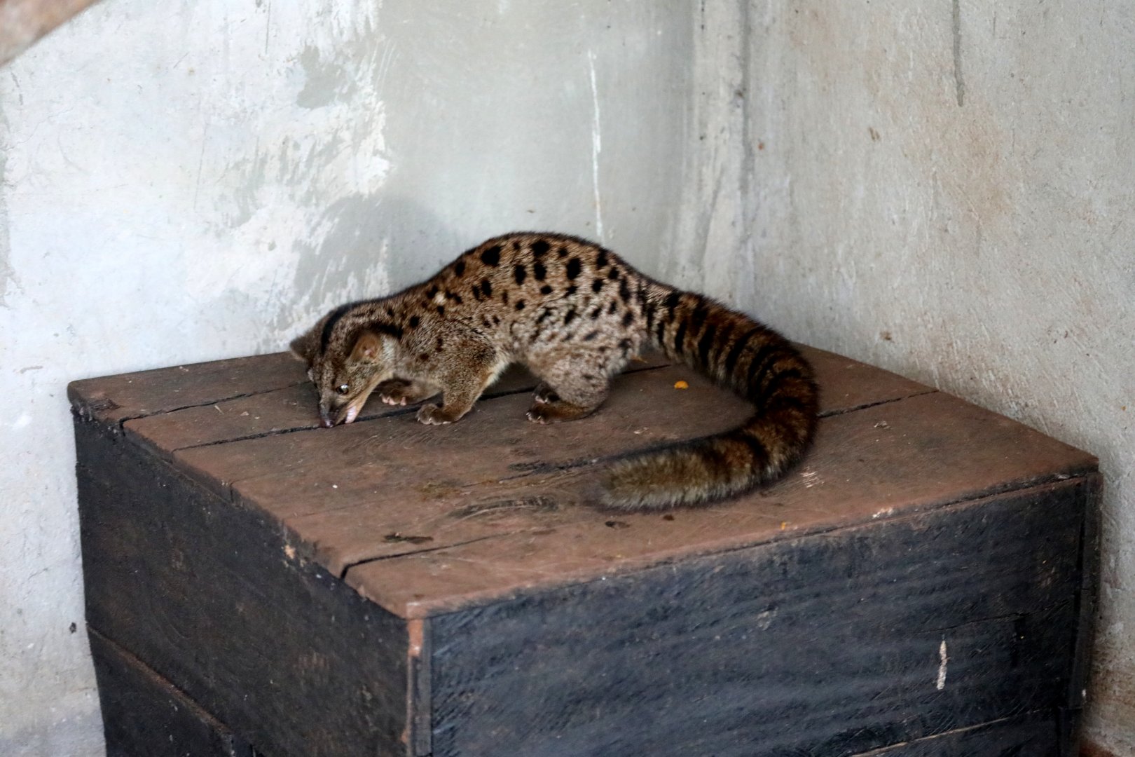 African palm civet (Nandinia binotata)