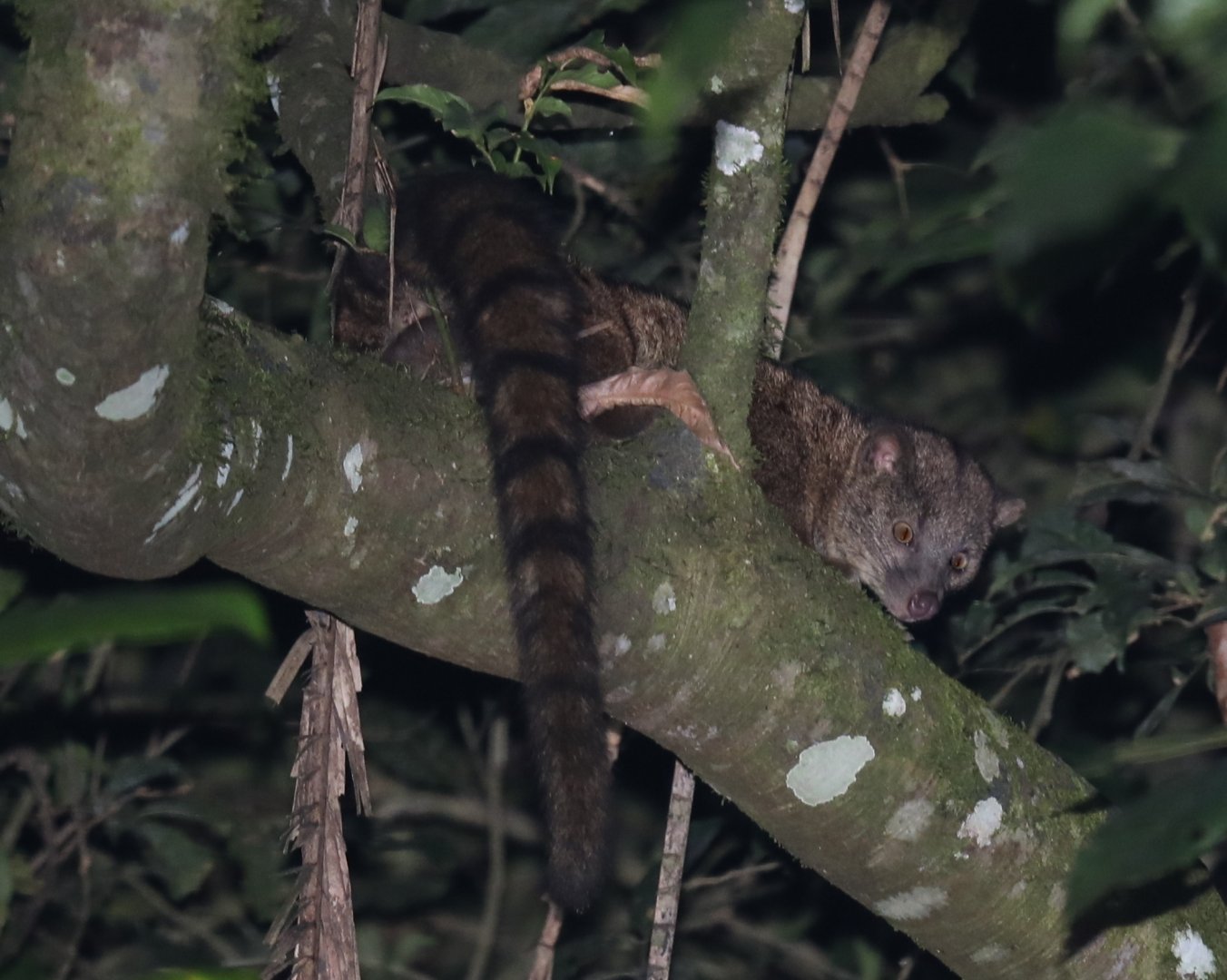 African palm civet (Nandinia binotata)