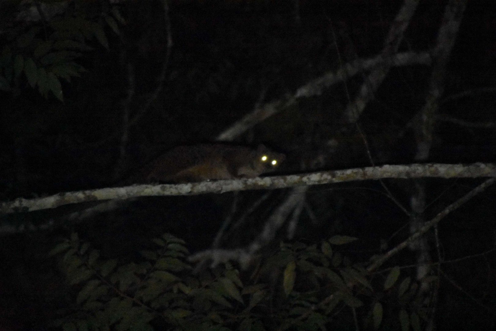 African palm civet