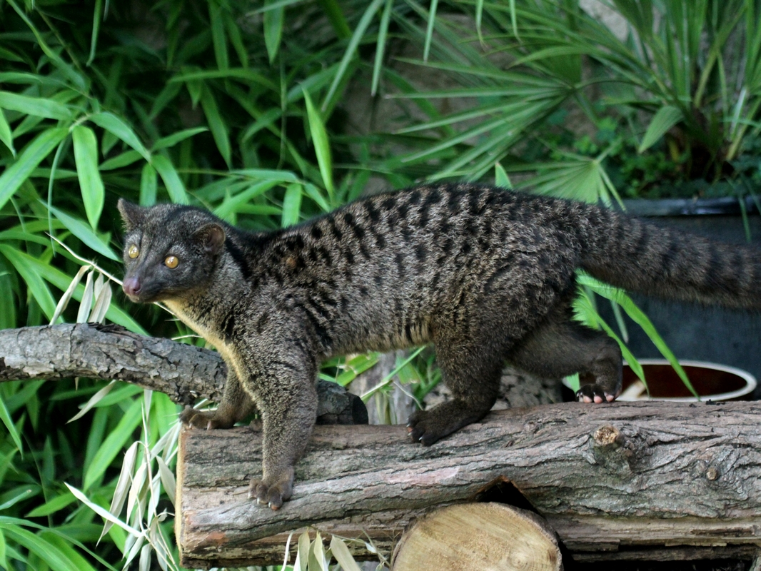 African Palm Civet
