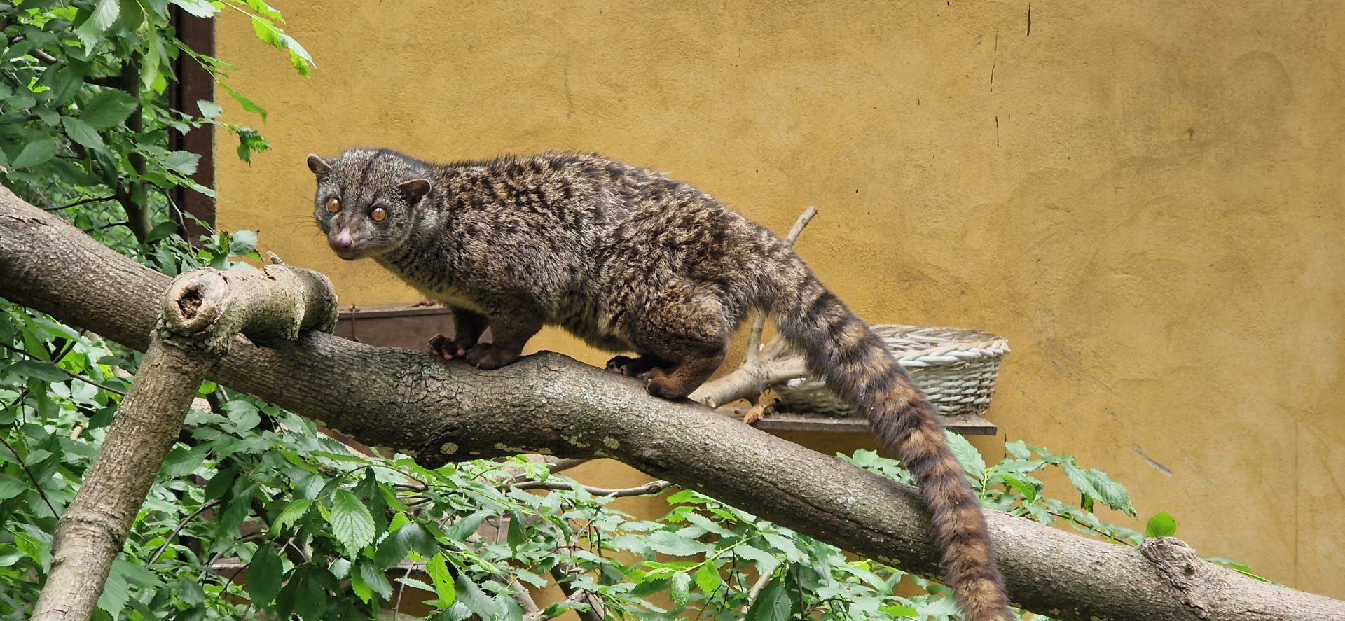 African Palm Civet