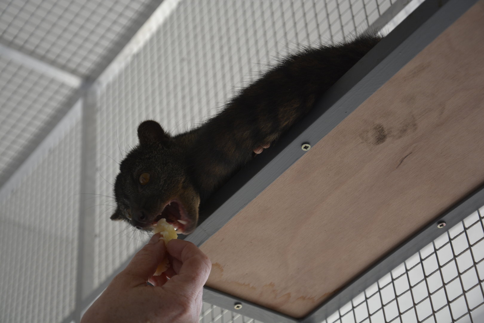 African palm civet