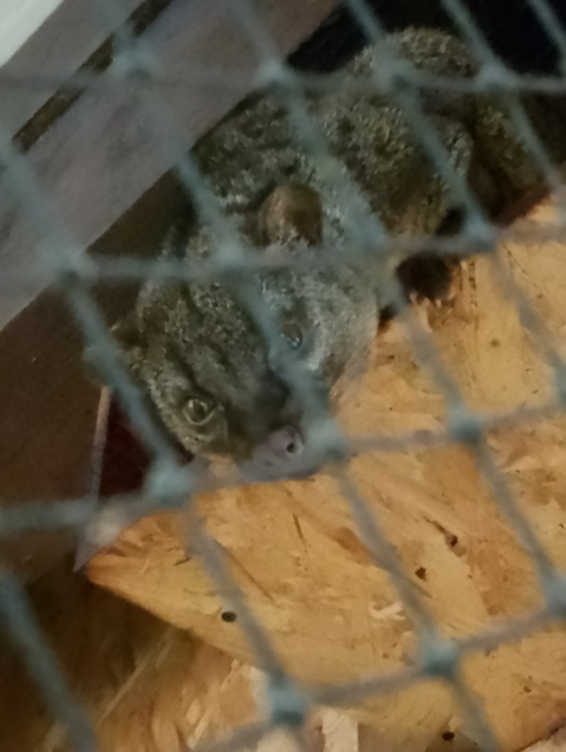 African palm civet