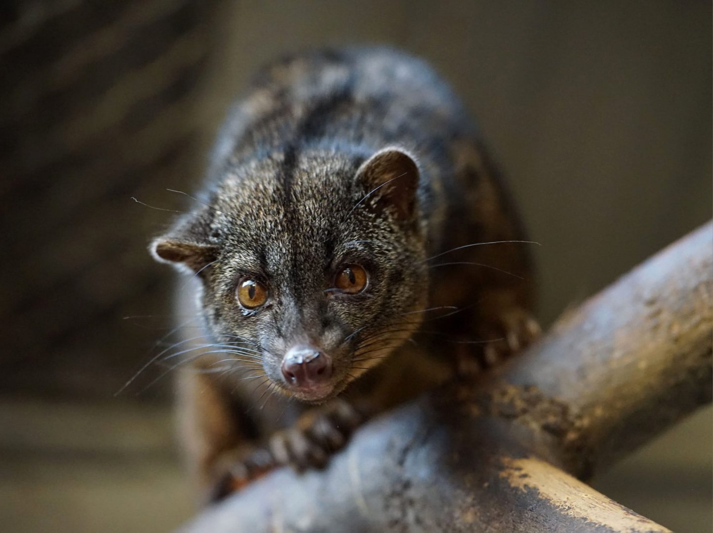 African Palm Civet