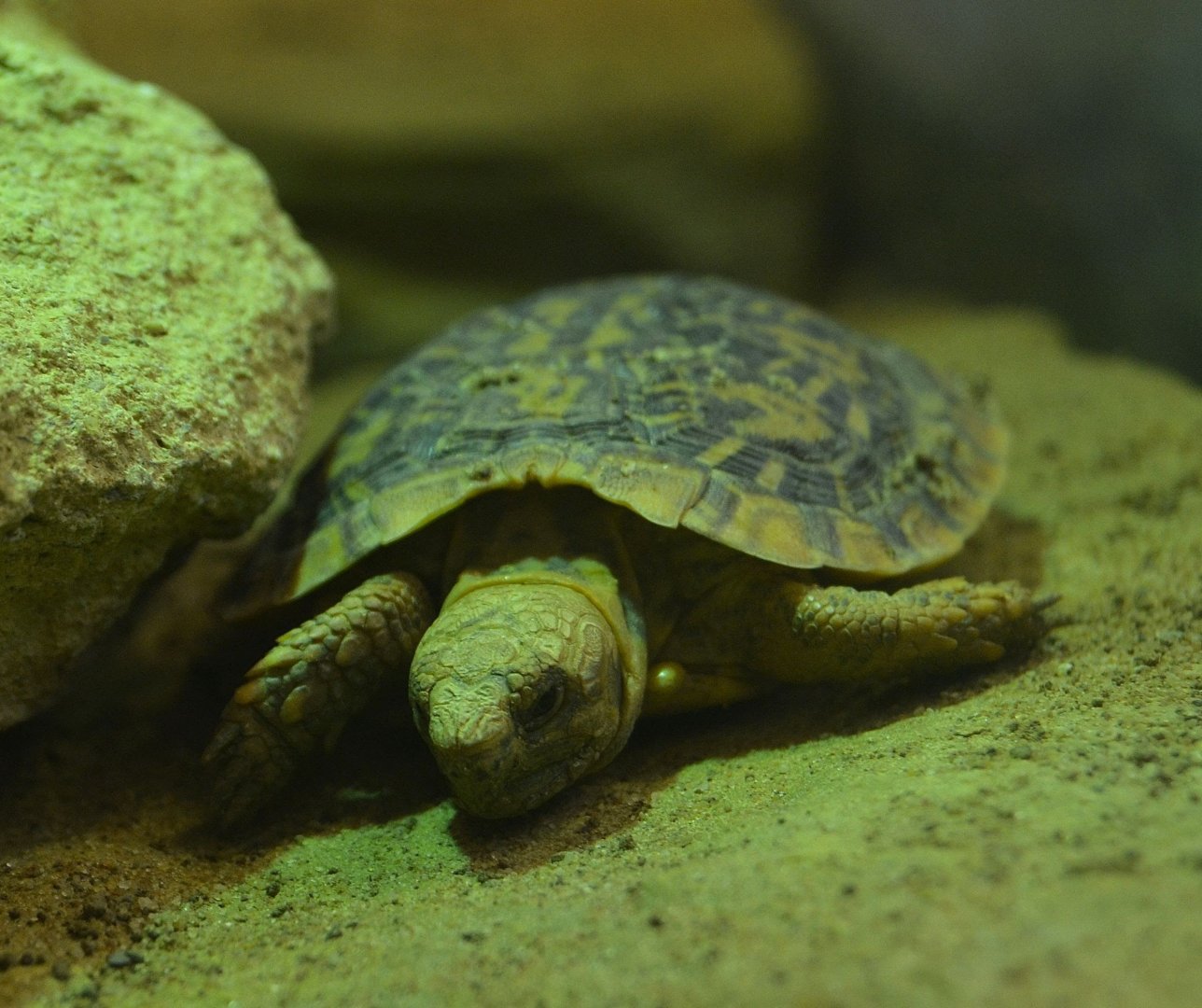African Pancake Tortoise - December 2014