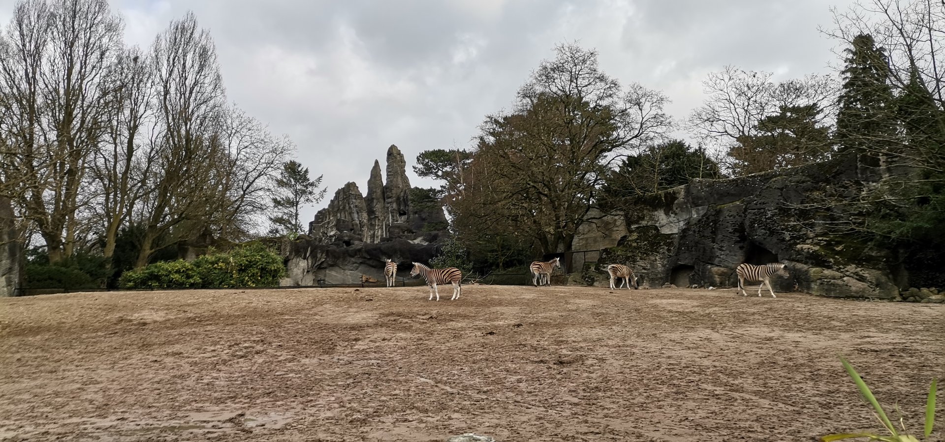 African panorama 2nd level , Chapman's Zebra/Northern Warthog