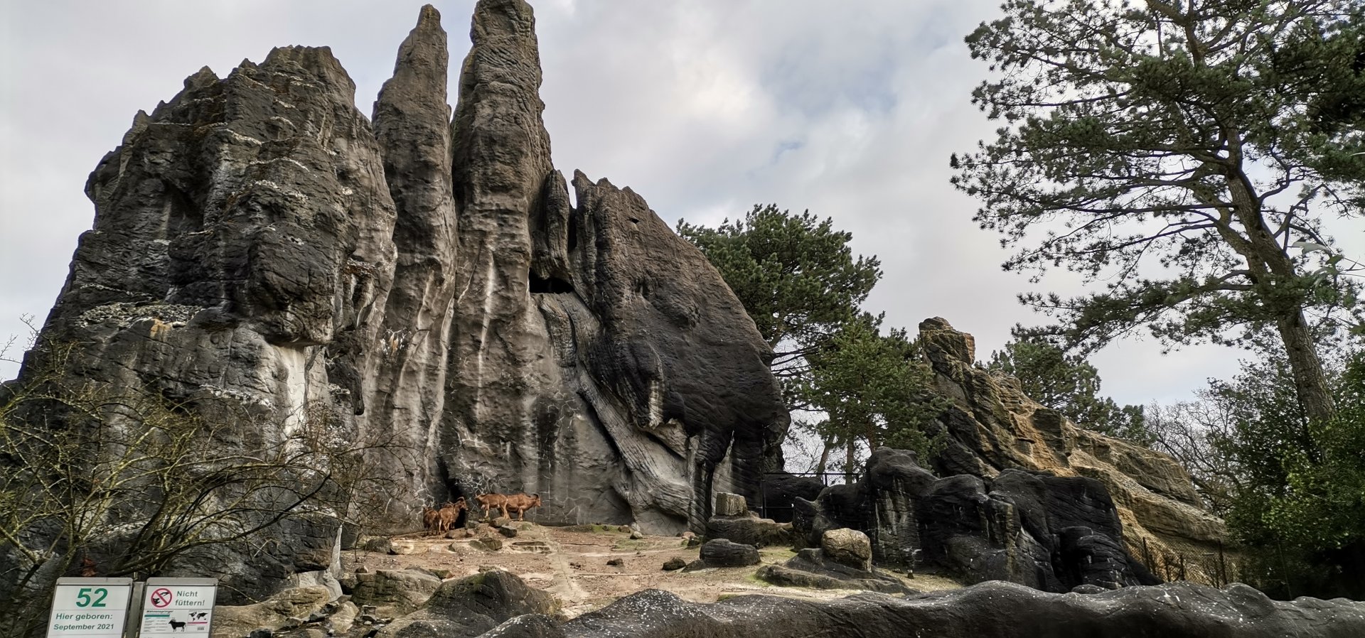 African panorama 4rd level, Barbary Sheep