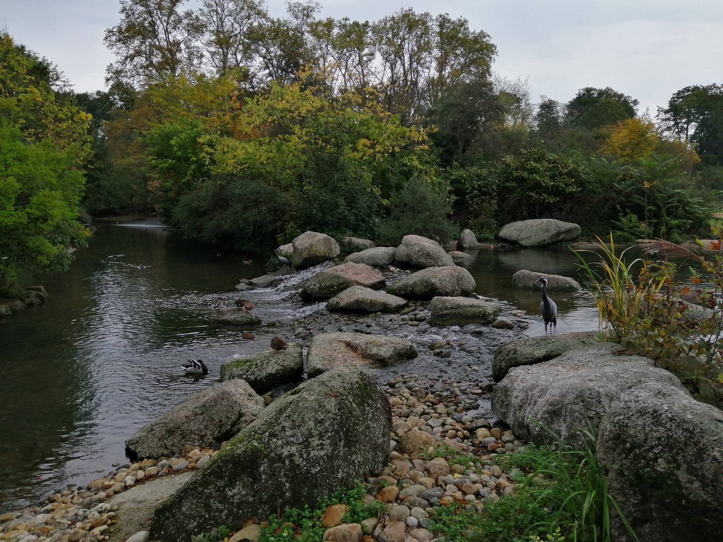 African Panorama - Birds Pond
