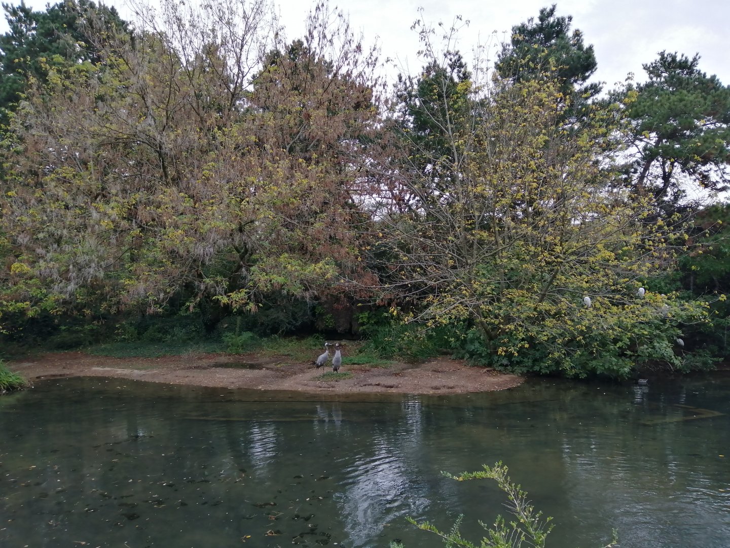 African Panorama - Lemurs Island