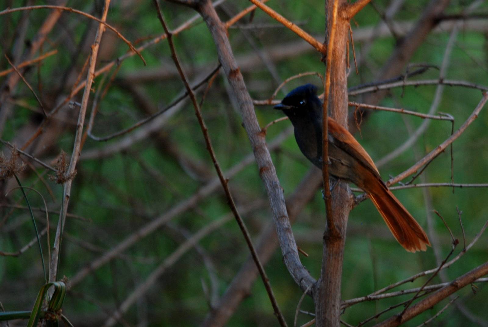 African Paradise Flycatcher at Hawassa, 16/10/14
