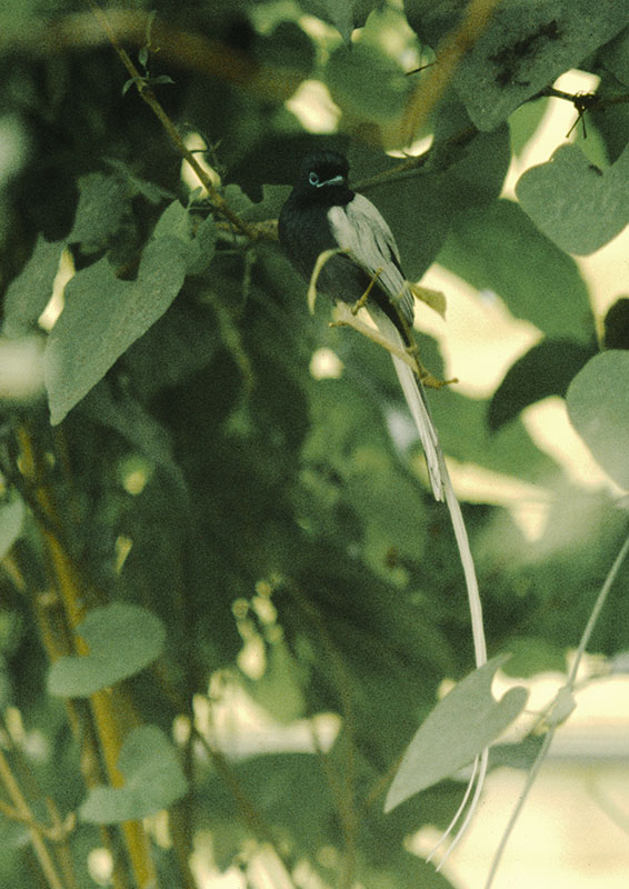 African paradise flycatcher at the original Birdland 1973