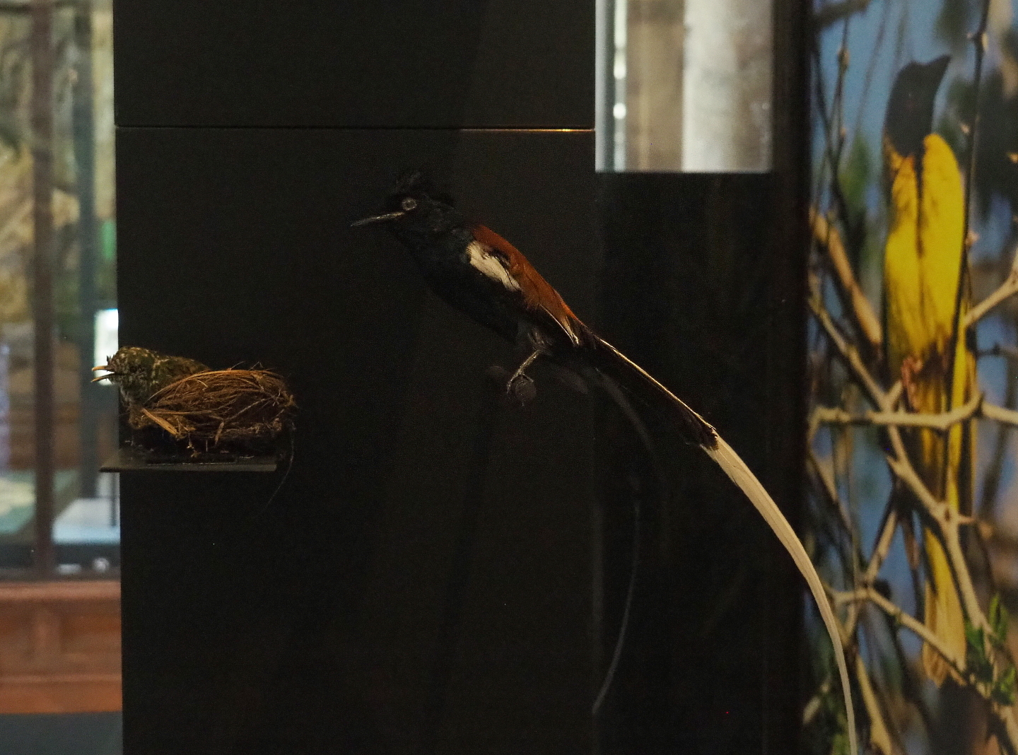African paradise flycatcher  (Terpsiphone viridis) and African emerald cuckoo chick (Chrysococcyx cupreus) specimens, 2021-10-20
