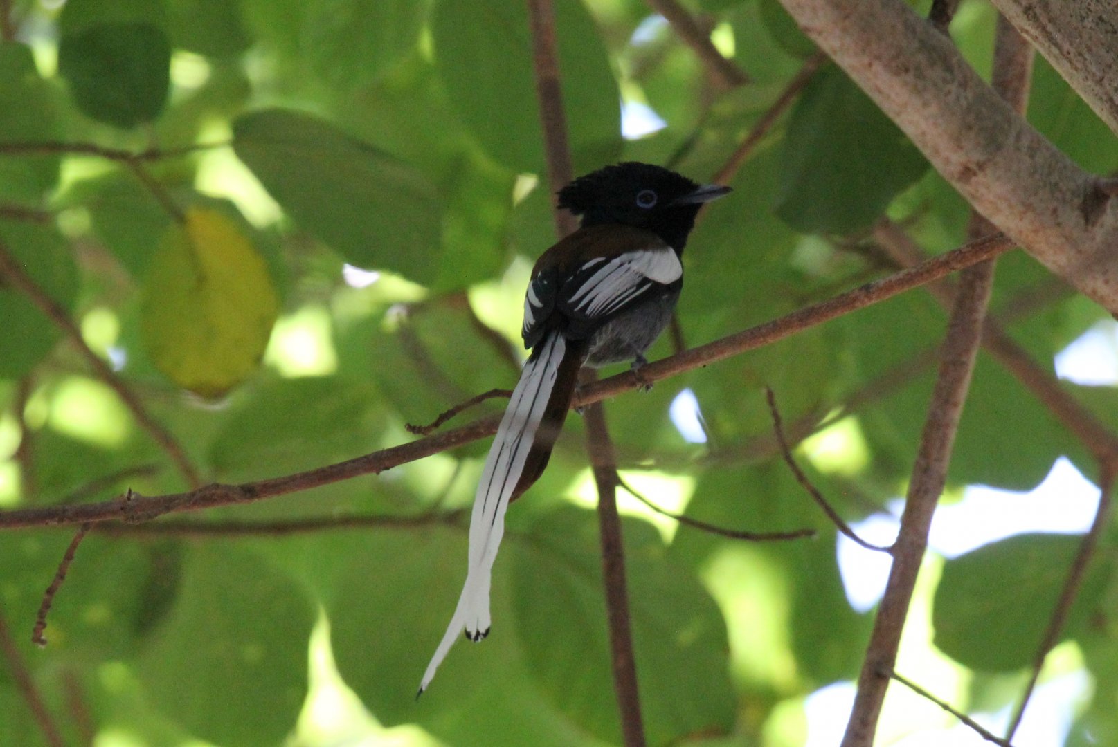 African Paradise-Flycatcher (Terpsiphone viridis) ID?