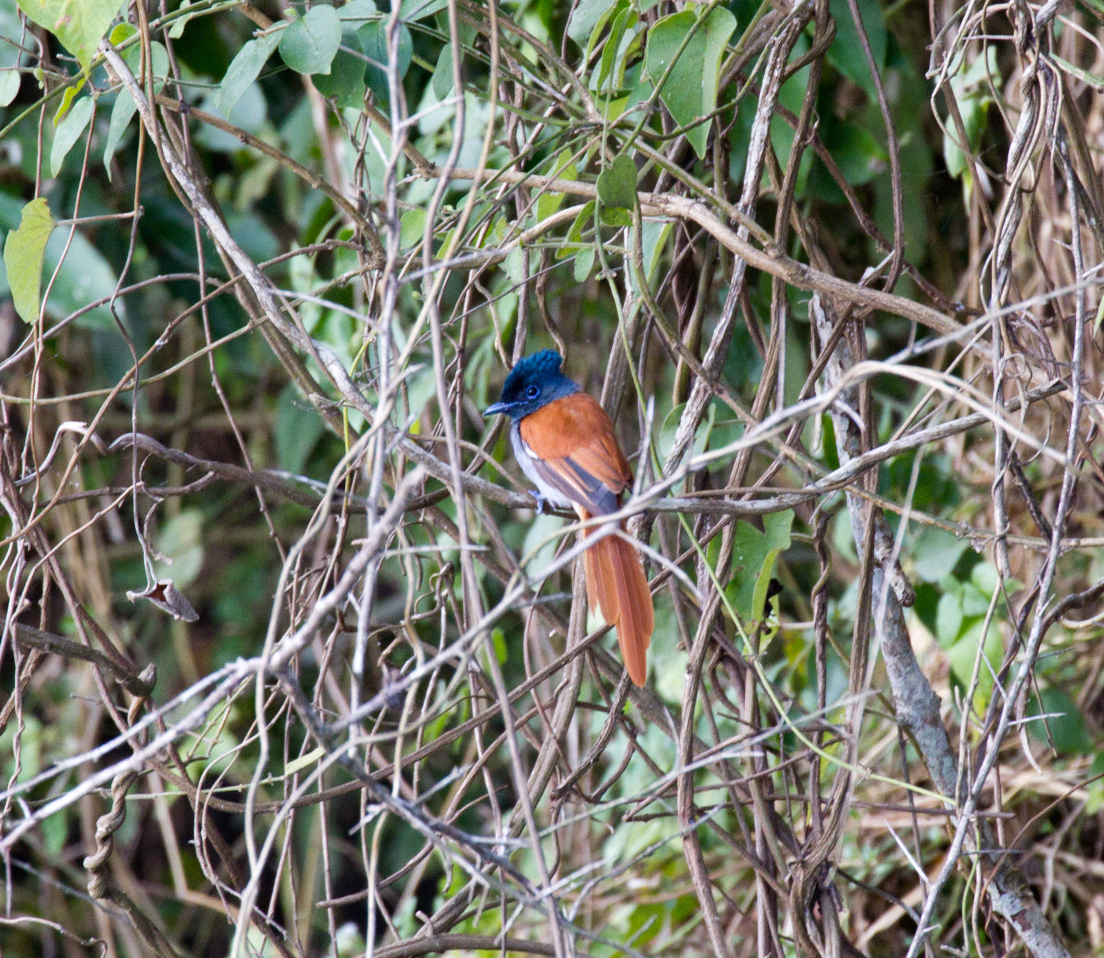 African Paradise Flycatcher