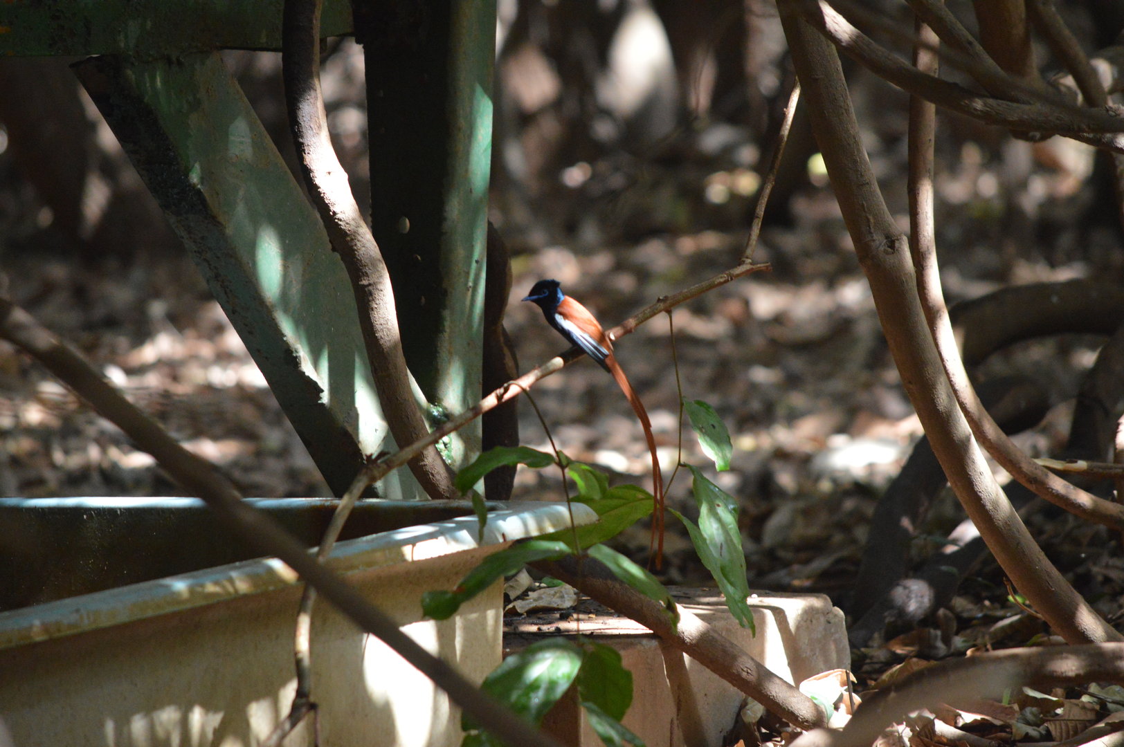African Paradise Flycatcher