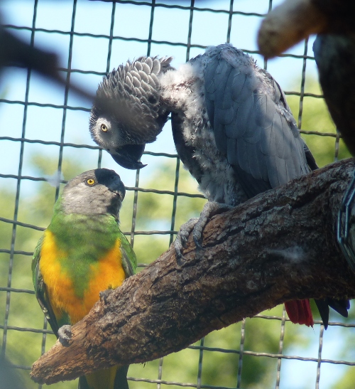 African parrots talk