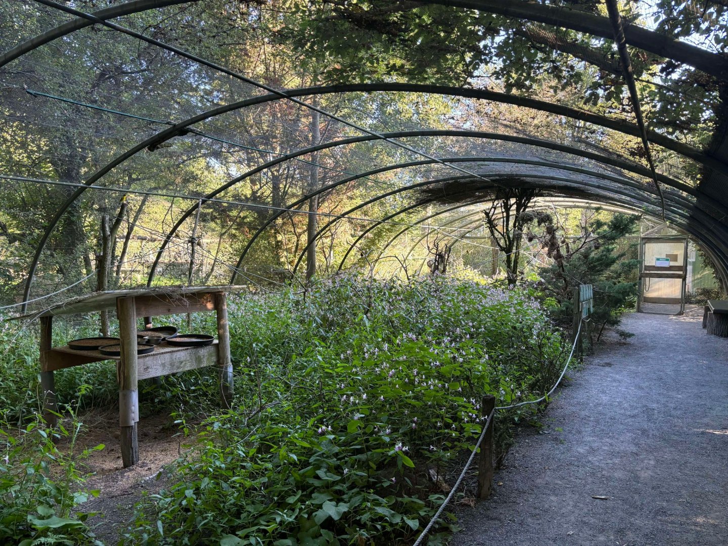African passerine walkthrough aviary