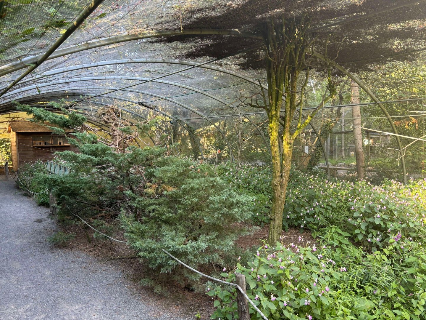 African passerine walkthrough aviary