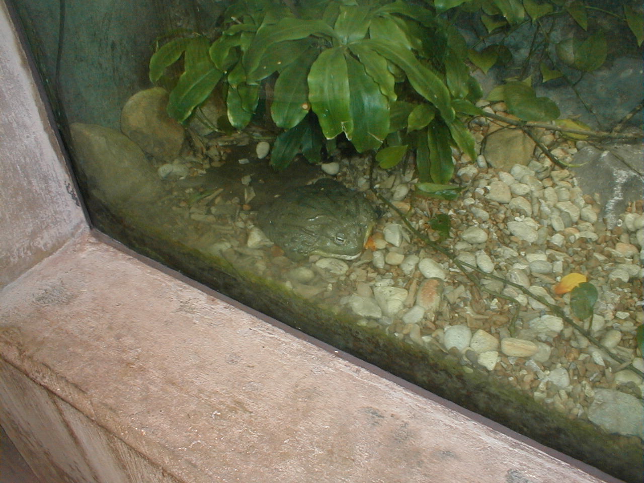 African Pavilion - African Bullfrog