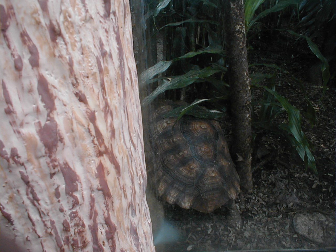 African Pavilion - African Spurred Tortoise