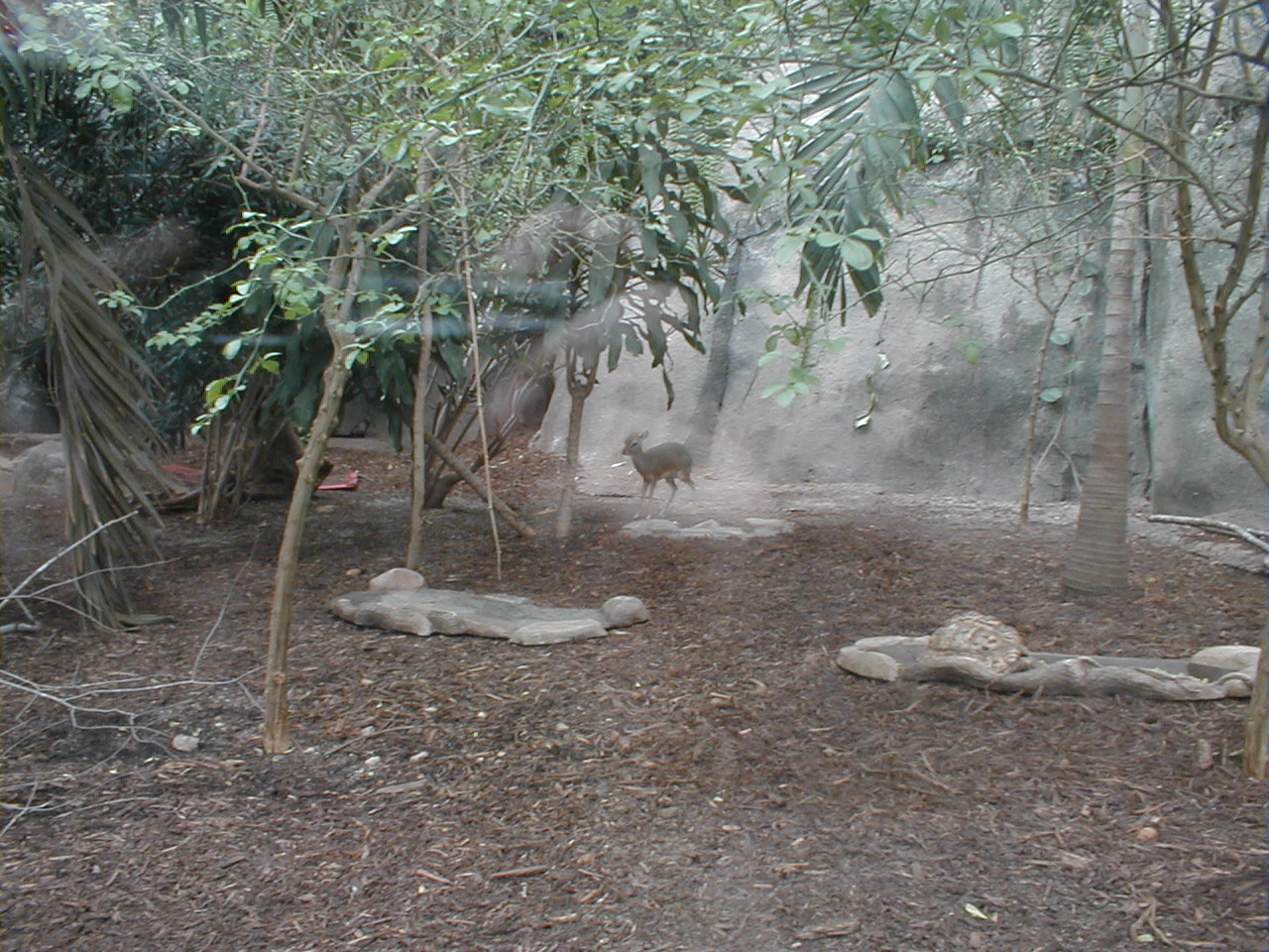 African Pavilion - Dik-Dik