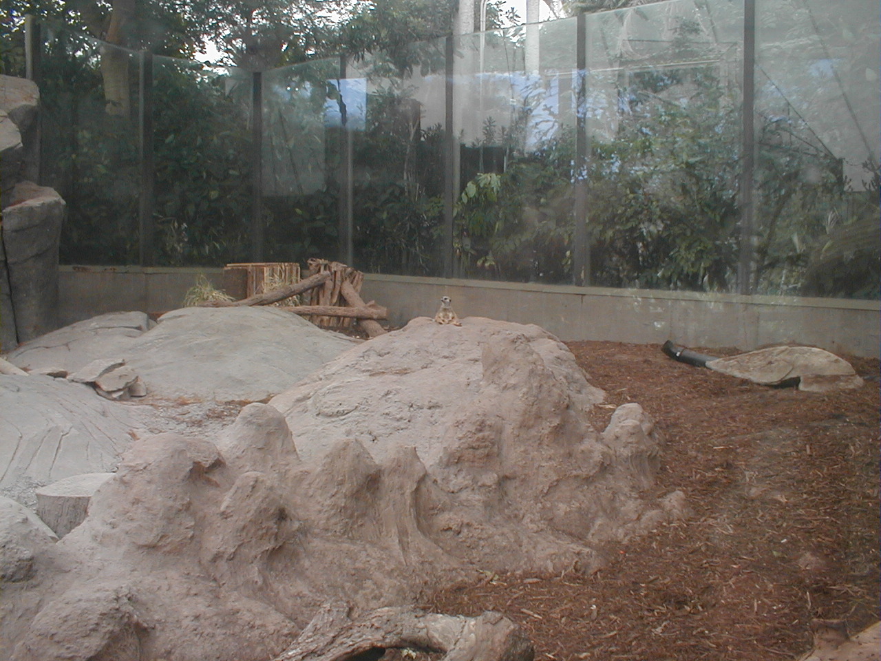African Pavilion - Meerkat Exhibit