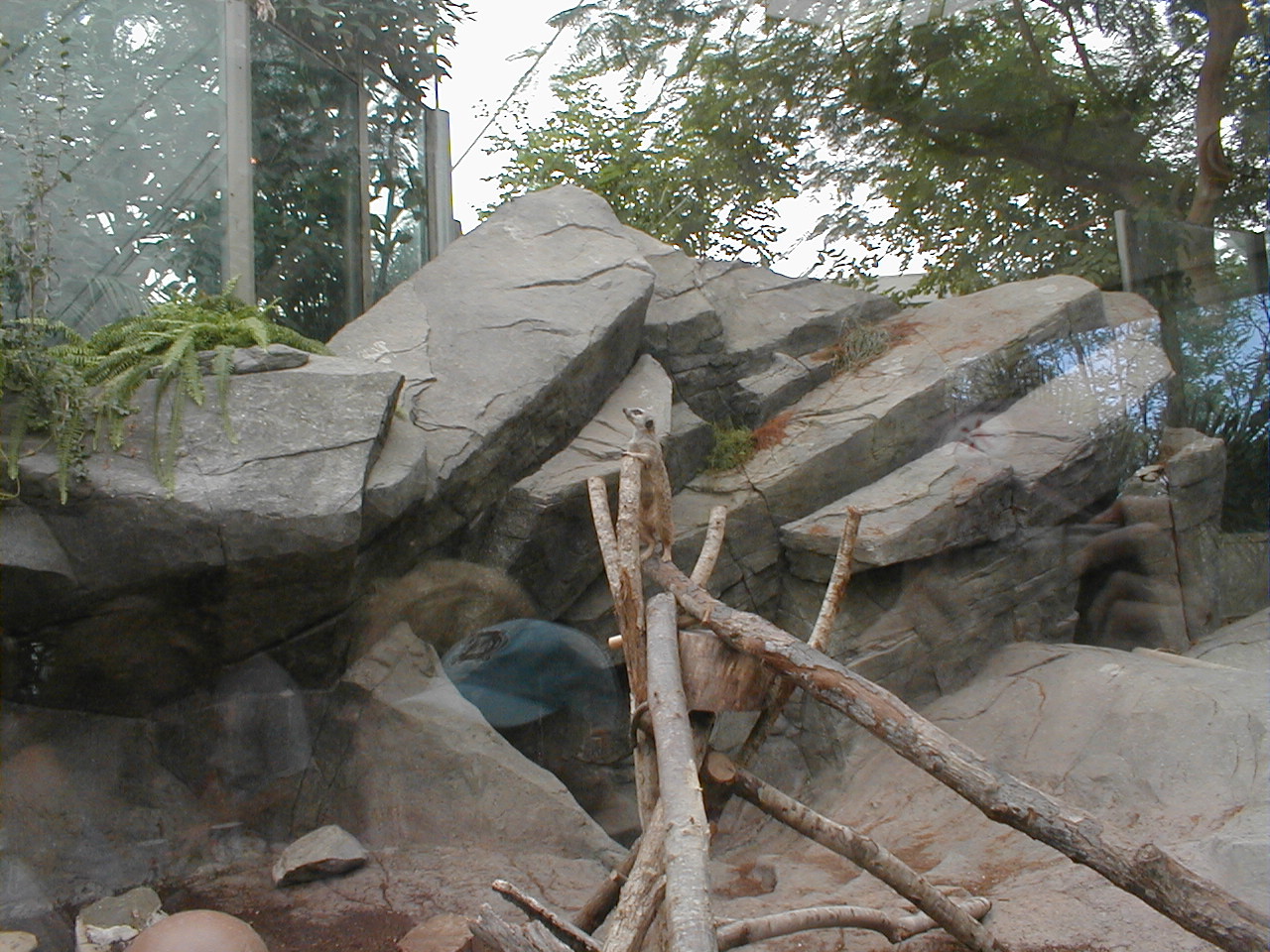 African Pavilion - Meerkat Exhibit