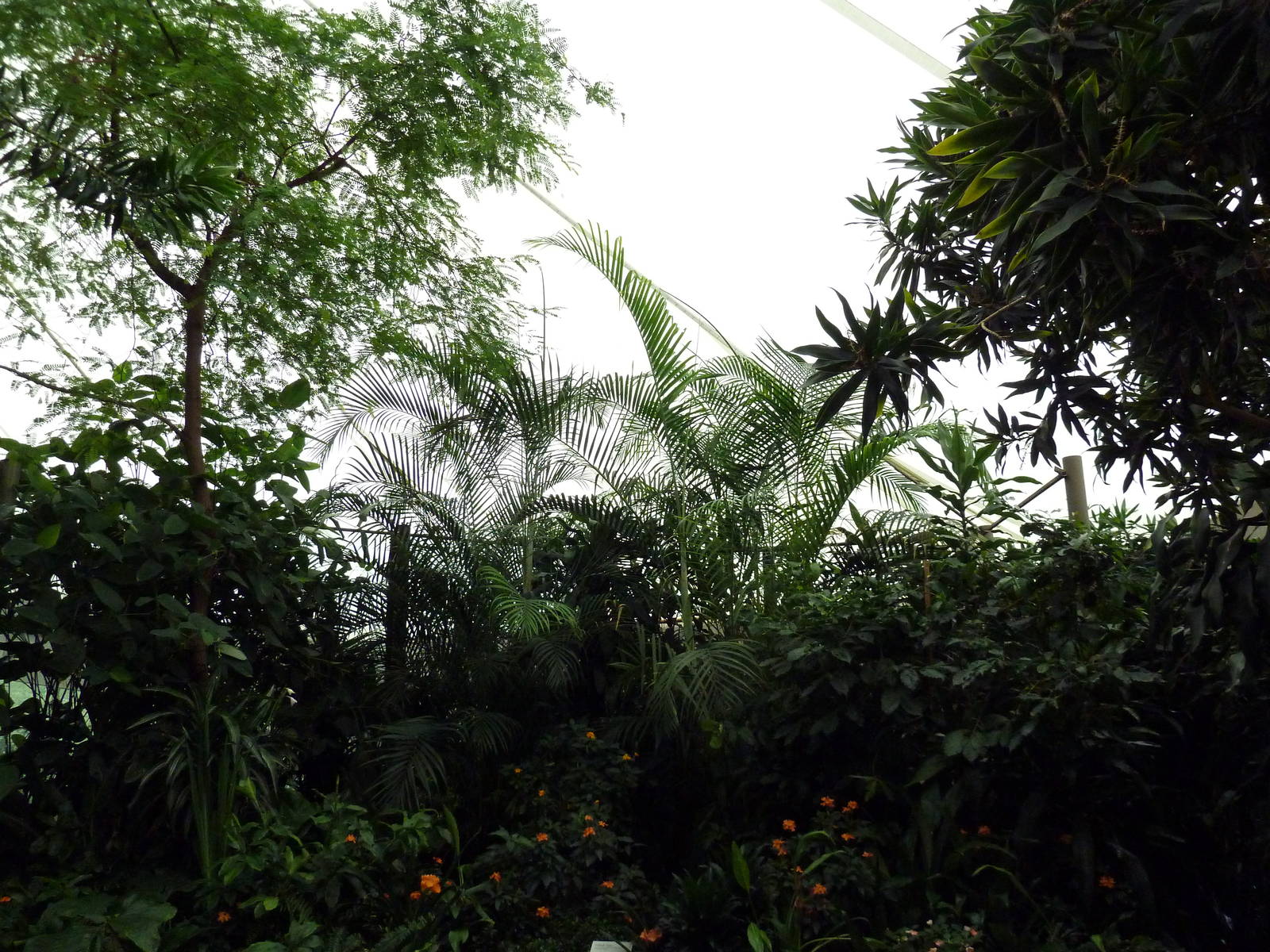 African Pavilion - Tropical Plants But Zero Animals