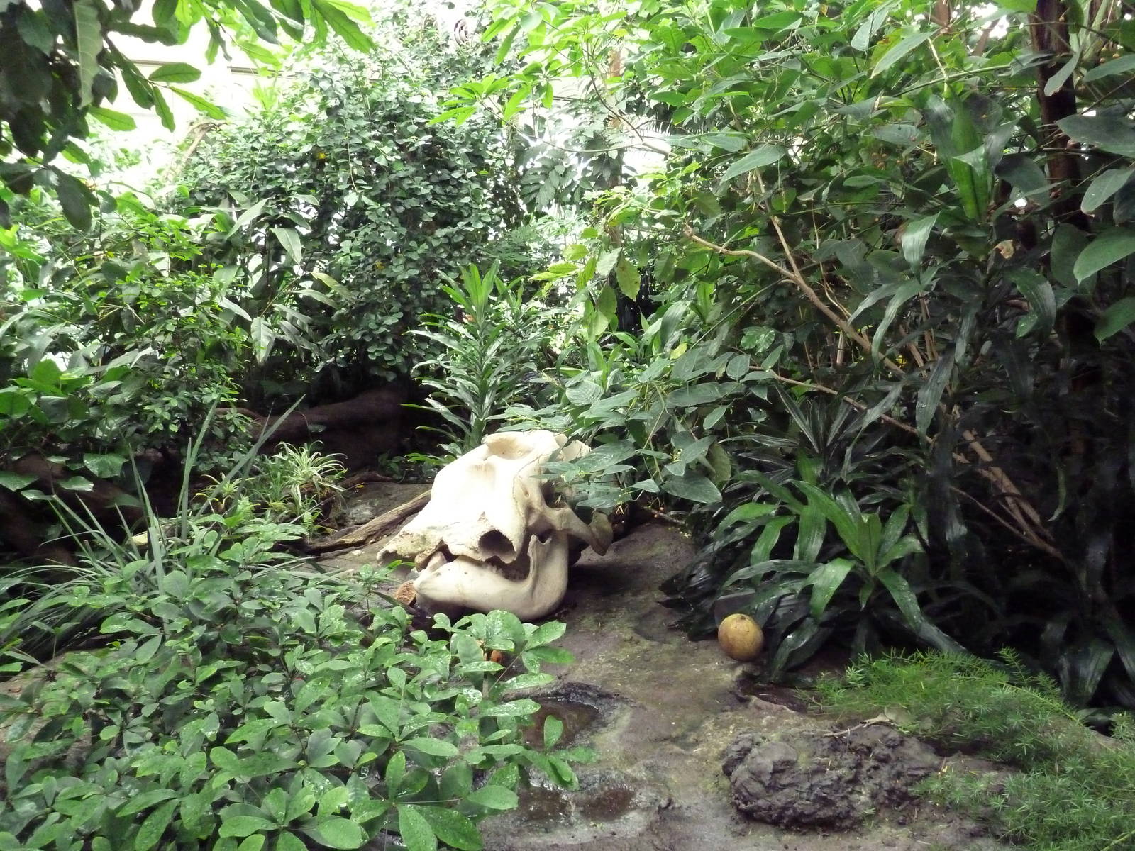 African Pavilion - Tropical Plants But Zero Animals