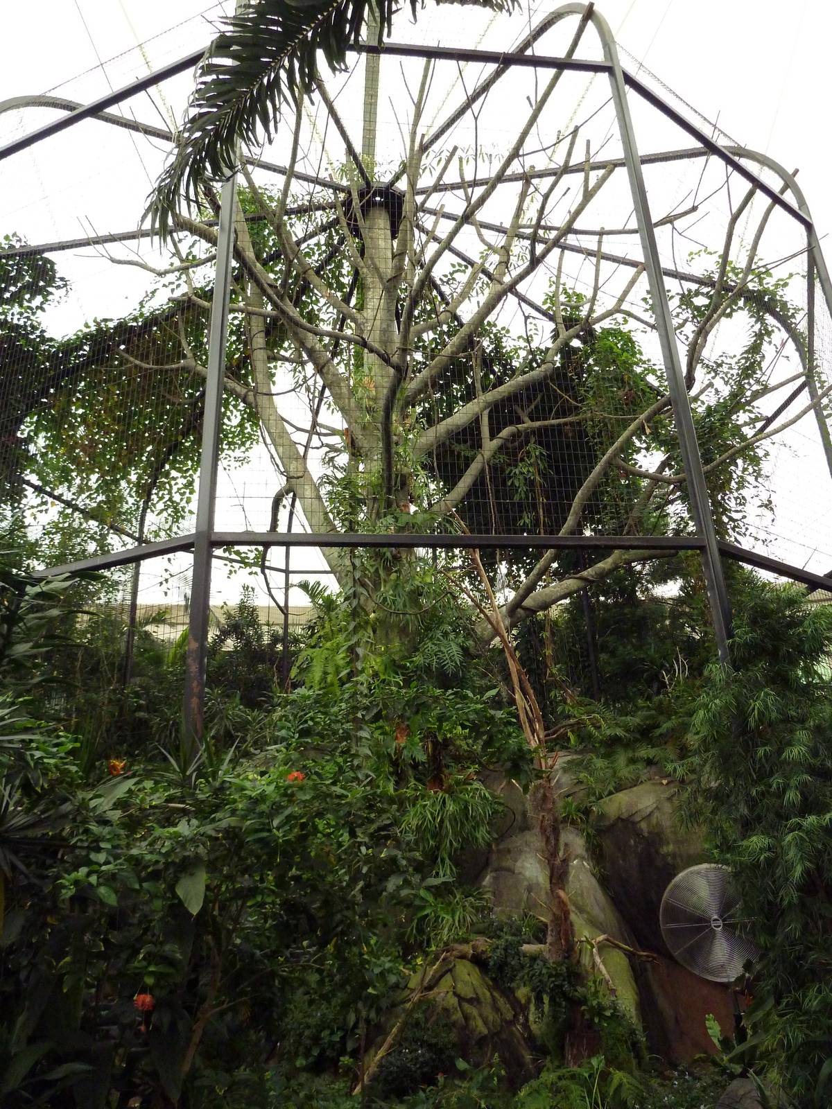 African Pavilion - Tropical Plants But Zero Animals