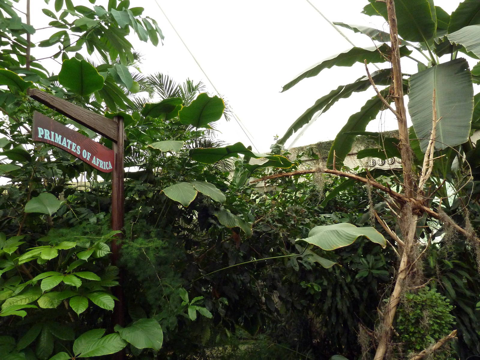 African Pavilion - Tropical Plants But Zero Animals