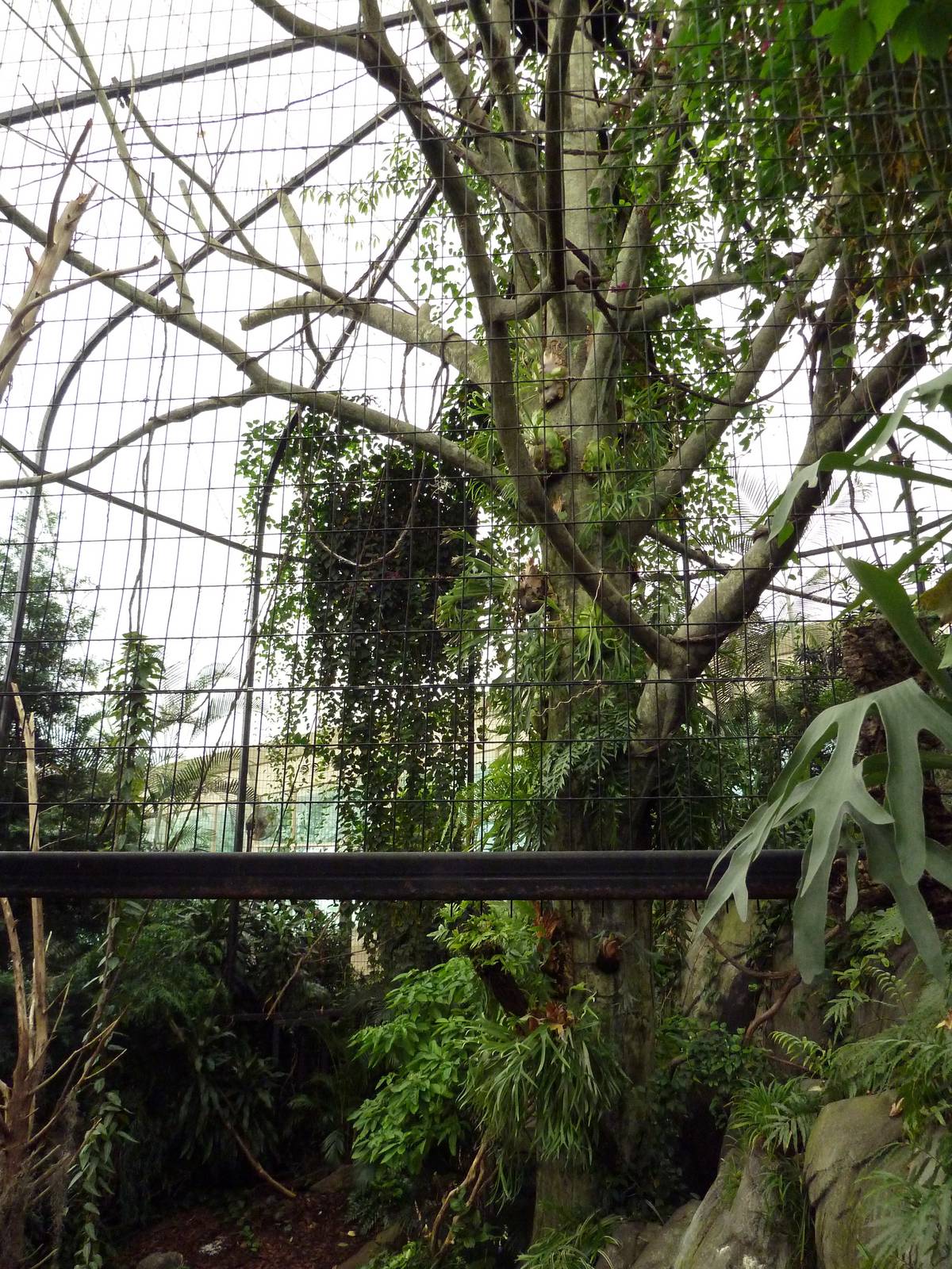 African Pavilion - Tropical Plants But Zero Animals