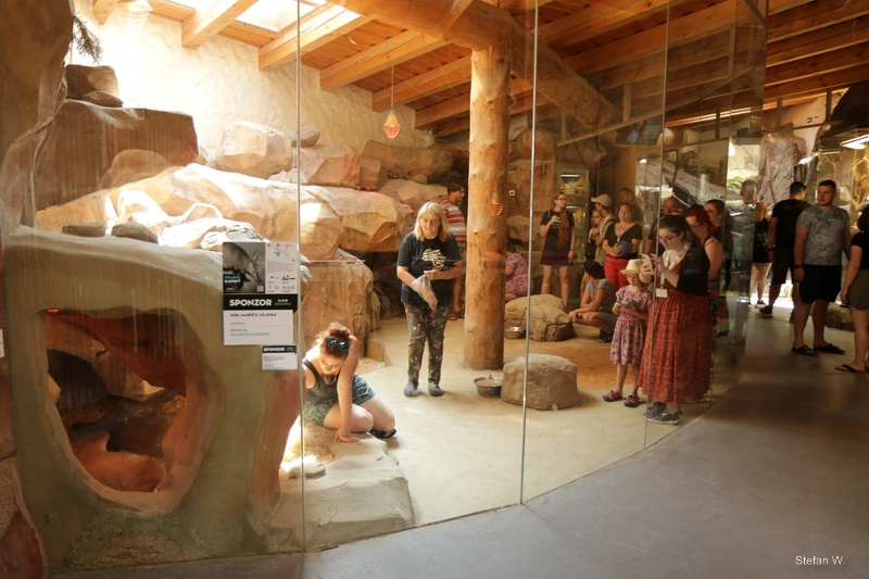 African Pavillon - aardvark encounter