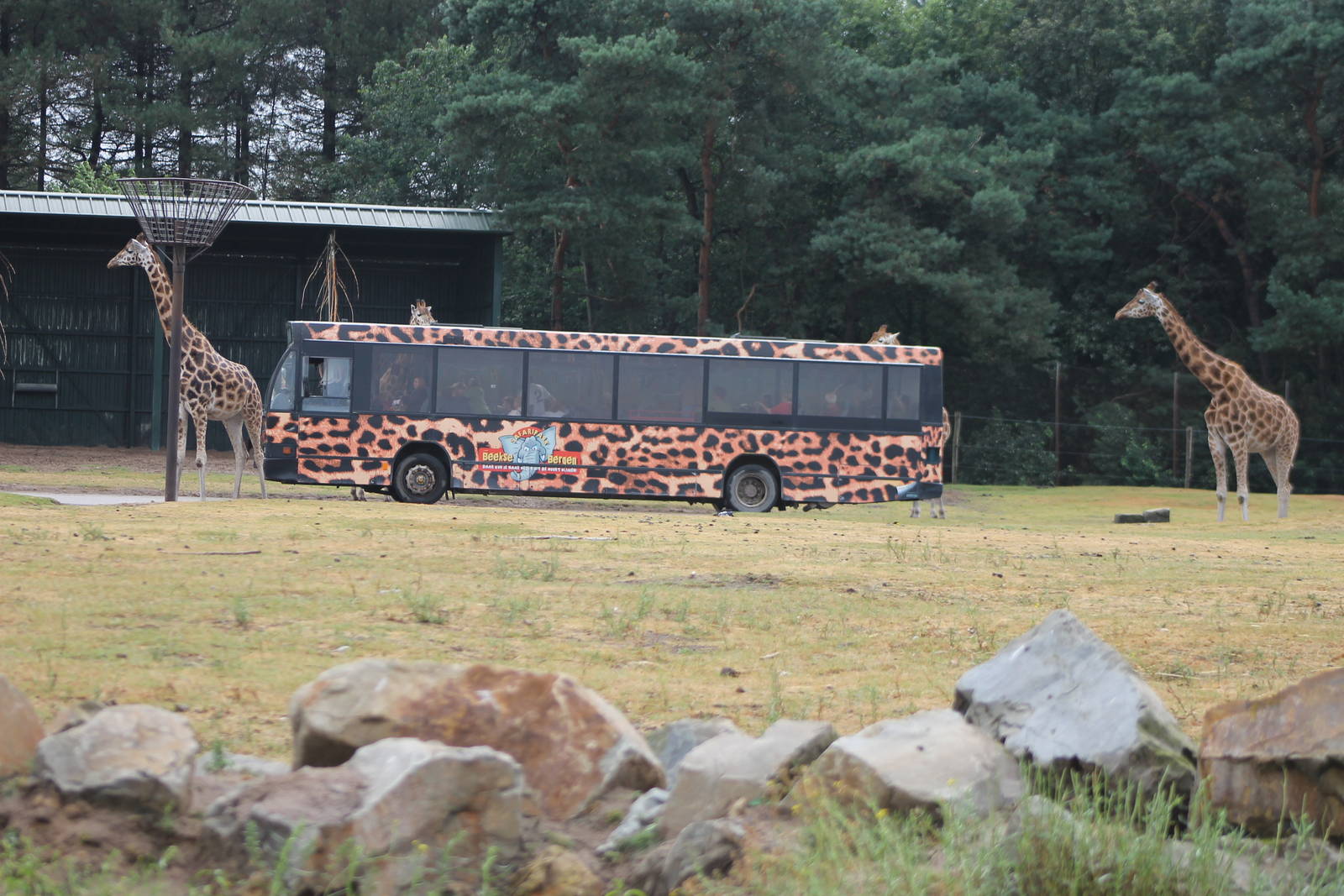 African peddock with bus and giraffes