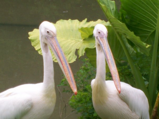 African Pelicans