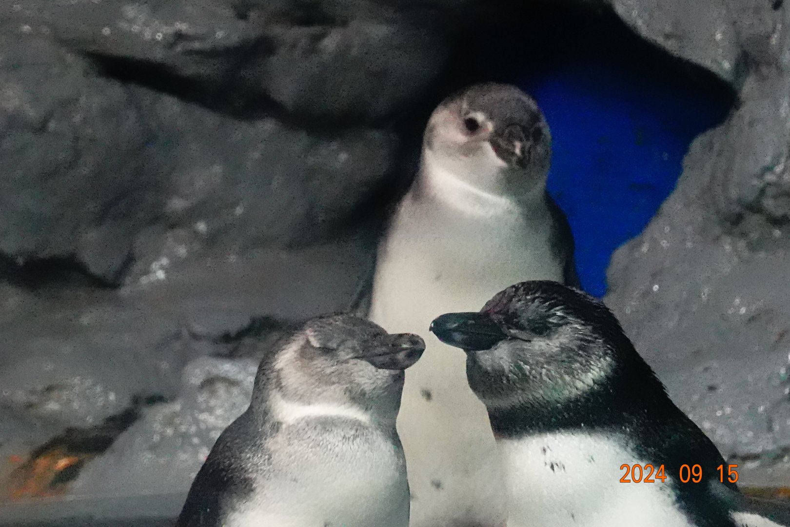 African Pemguin (Spheniscus demersus)