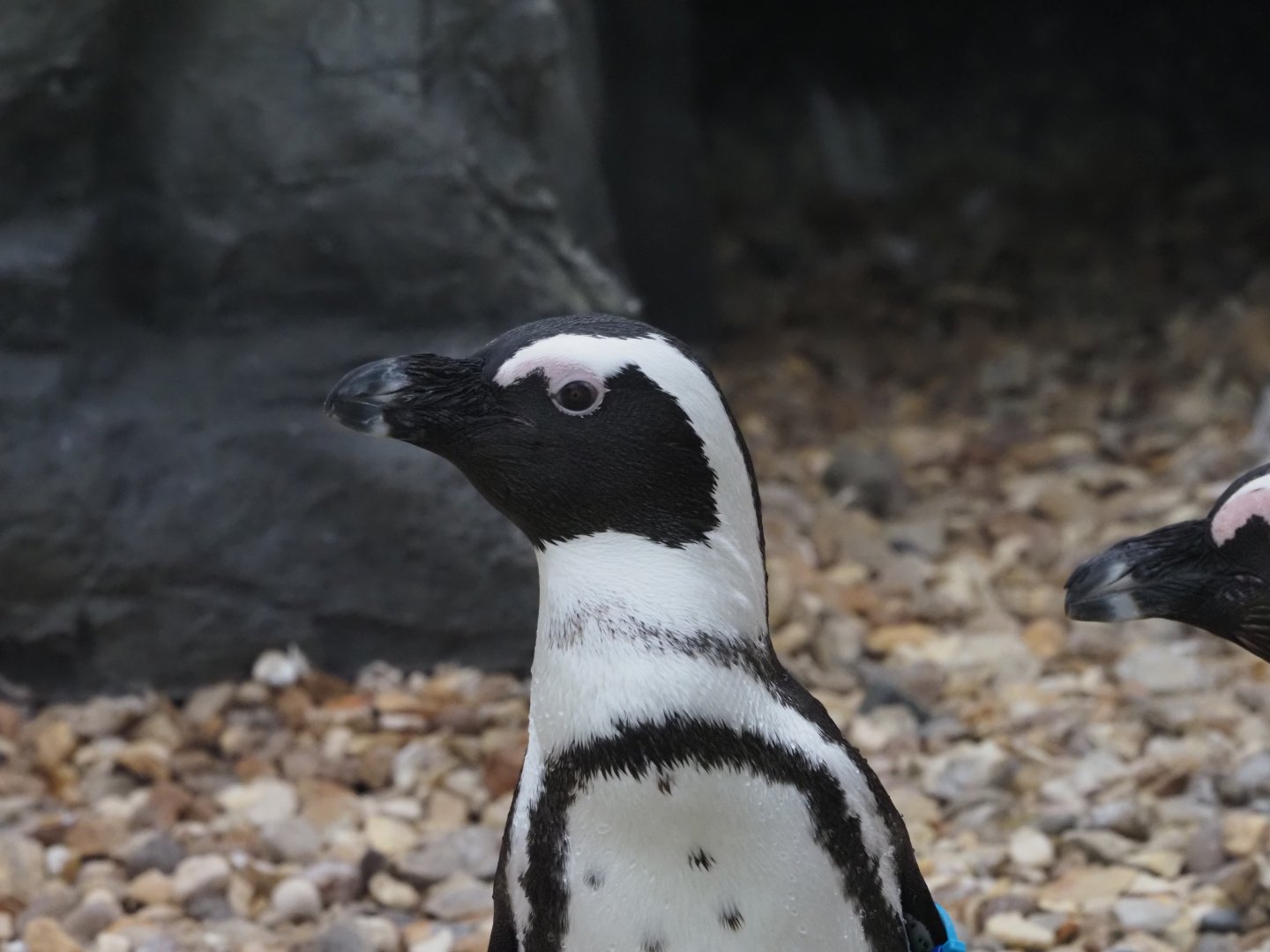 African Penguin 1