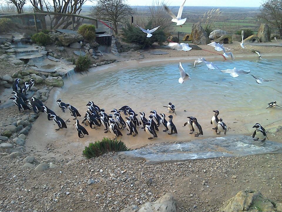 African Penguin - 10/01/15