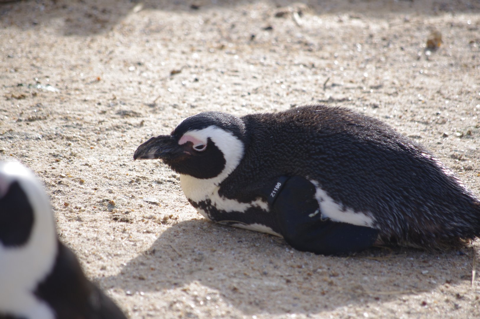 African Penguin- 19/2/2024